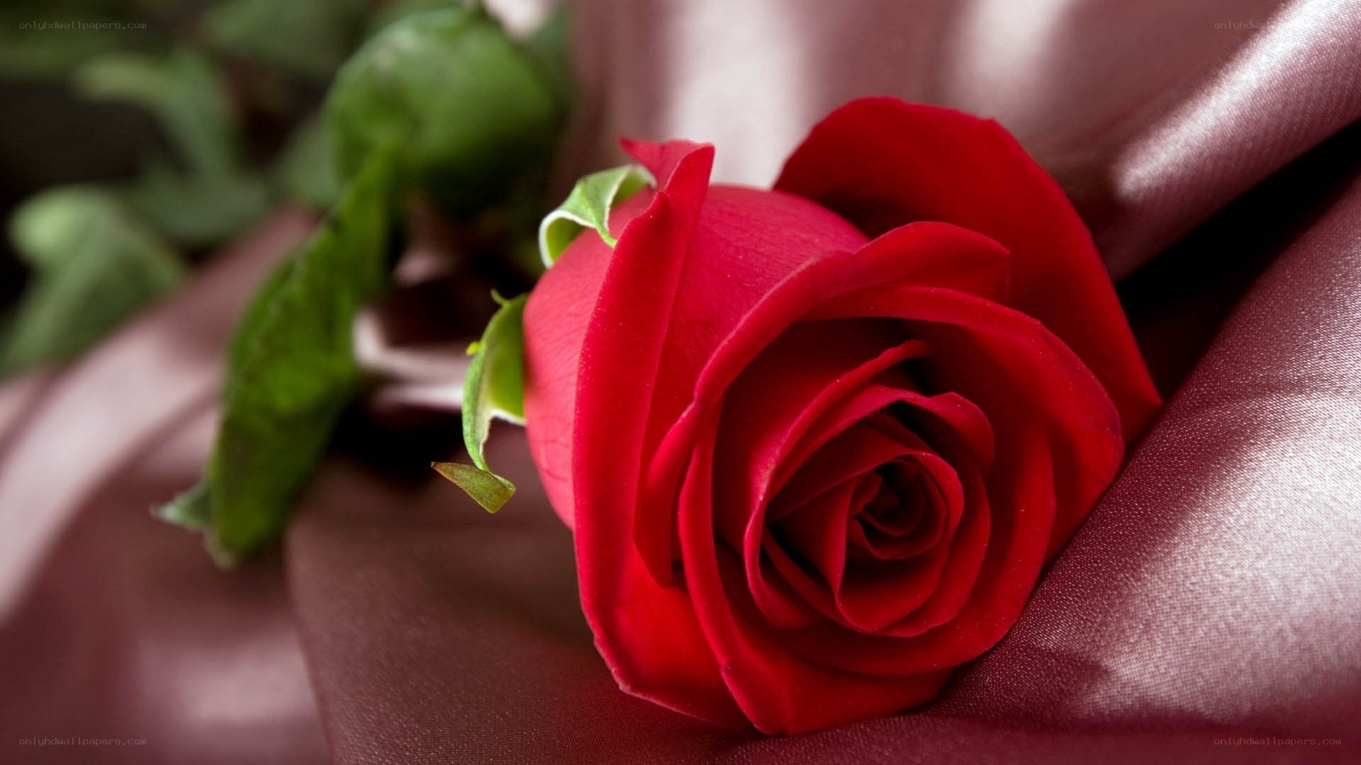Red rose on satin fabric