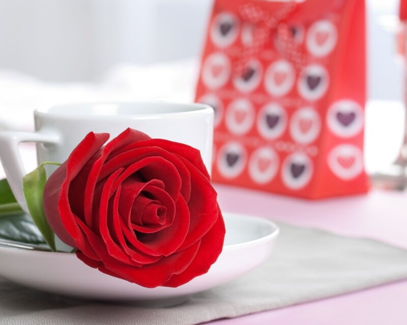 Red Rose on Saucer