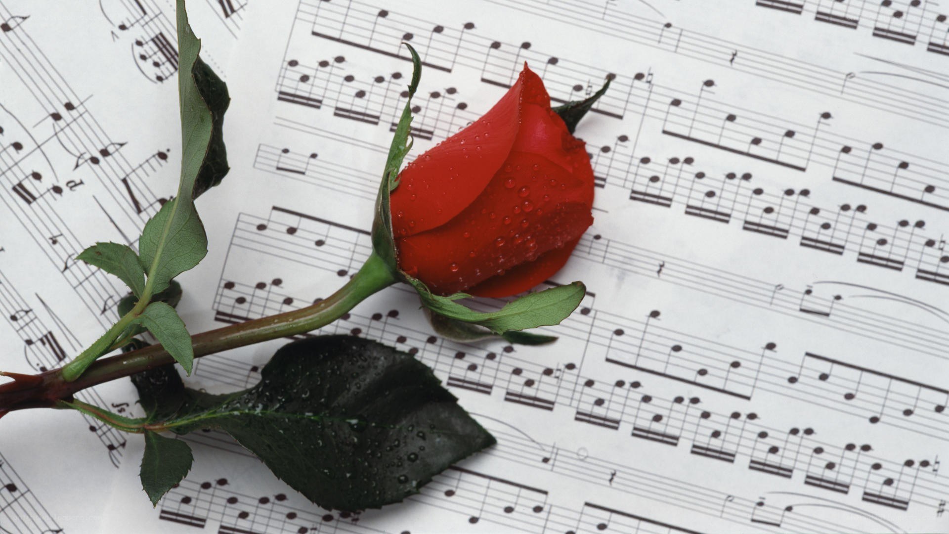 Red rose on sheet music