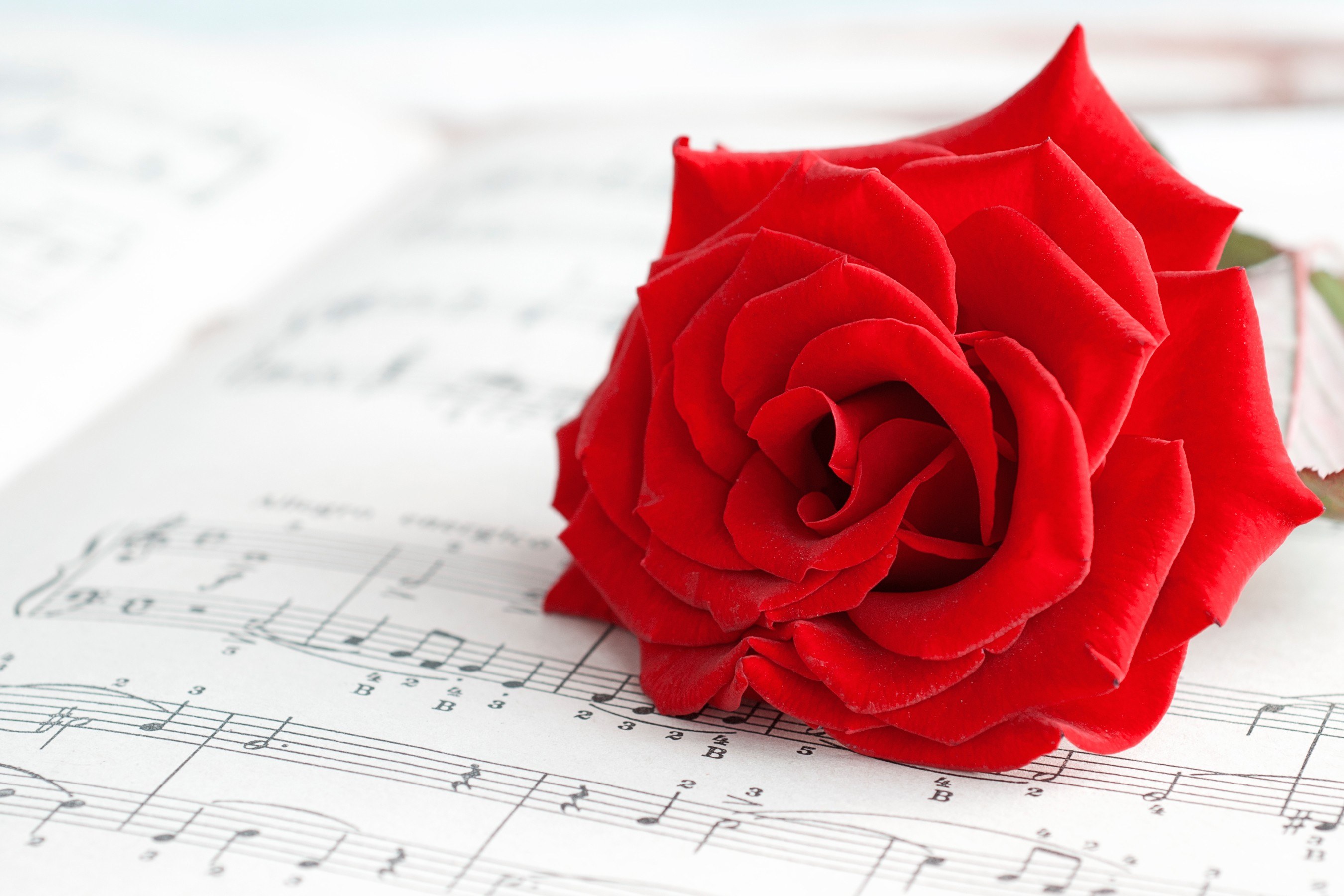 Red rose on sheet music