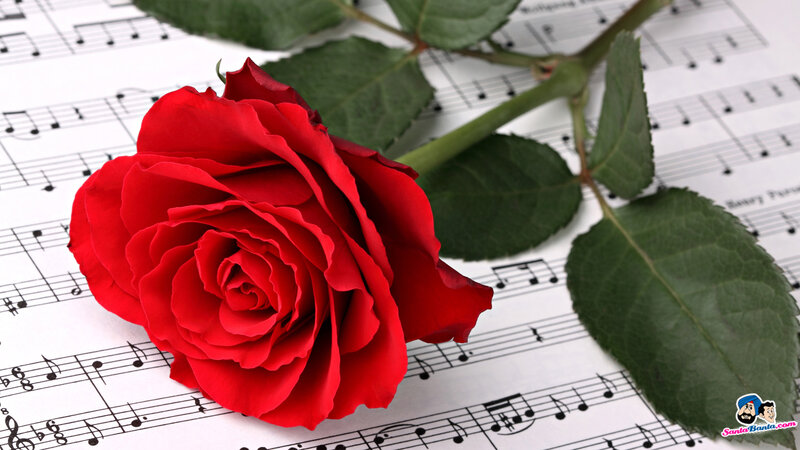 Red Rose on Sheet Music — Calm, Photograph, Sheet Music