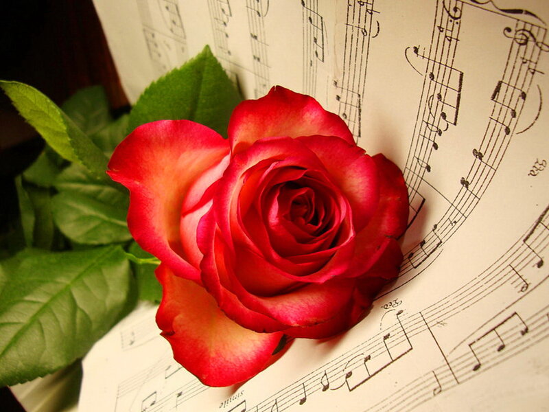 Red Rose on Sheet Music — Calm, Photograph