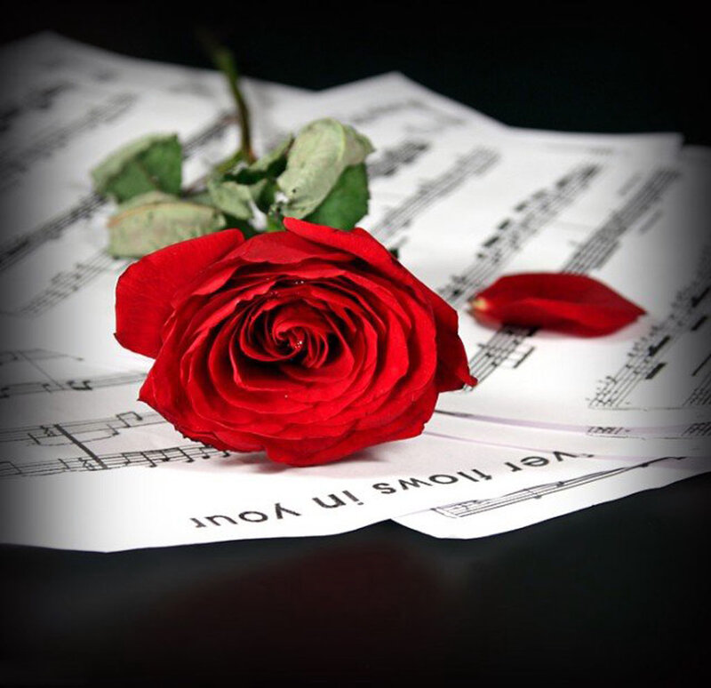 Red Rose on Sheet Music — Dramatic, Photograph, Sheet Music, Rose Petal