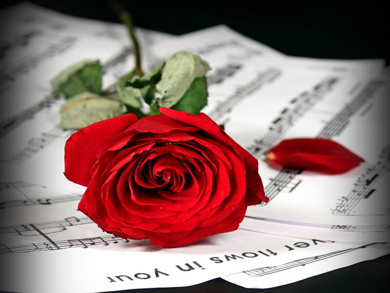 Red Rose on Sheet Music — Dramatic, Photograph