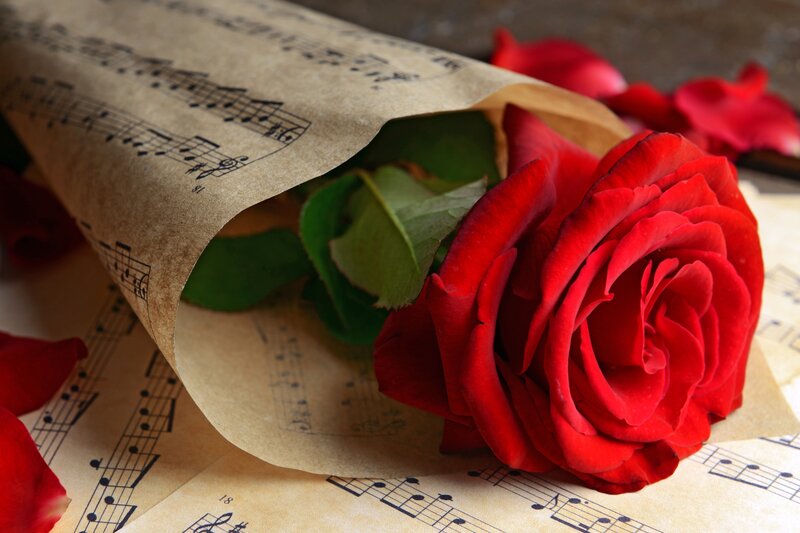 Red Rose on Sheet Music — Romantic, Photograph, Sheet Music, Petals
