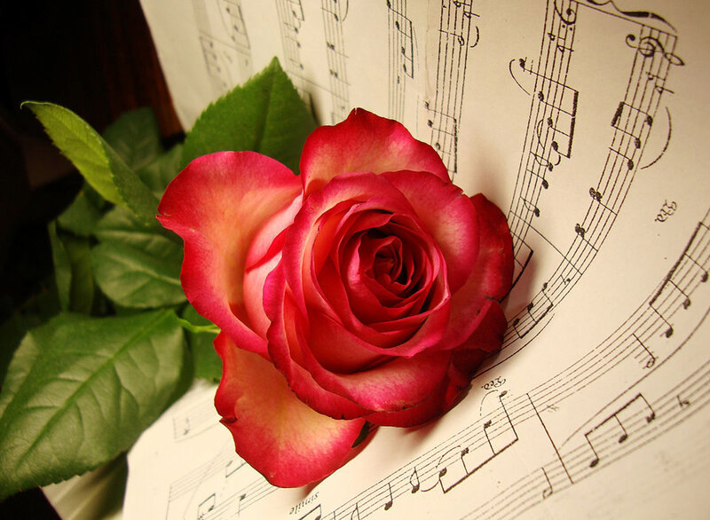 Red Rose on Sheet Music — Serene, Photograph, Sheet Music, Green Leaves, White