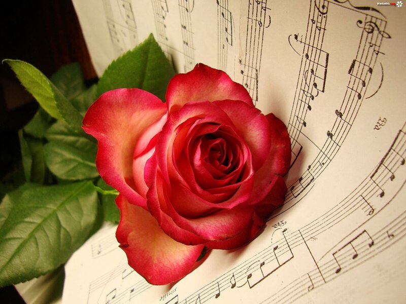 Red Rose on Sheet Music — Serene, Photograph, Sheet Music