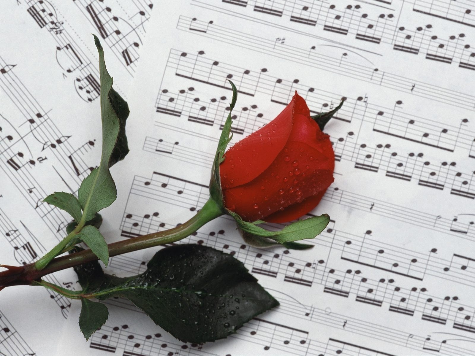 Red rose on sheet music