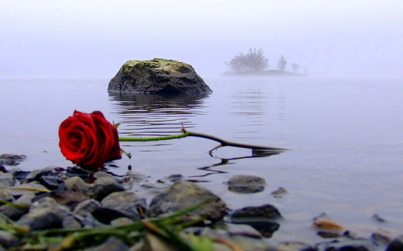 Red Rose on Shore