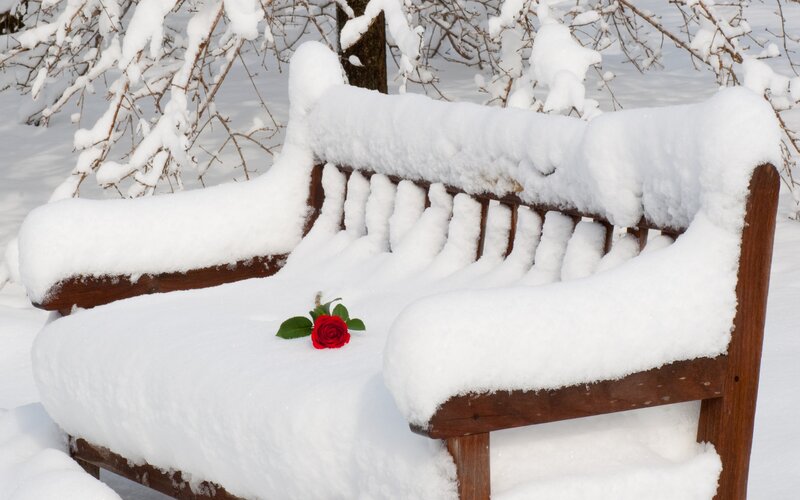 Red Rose on Snow-covered Bench