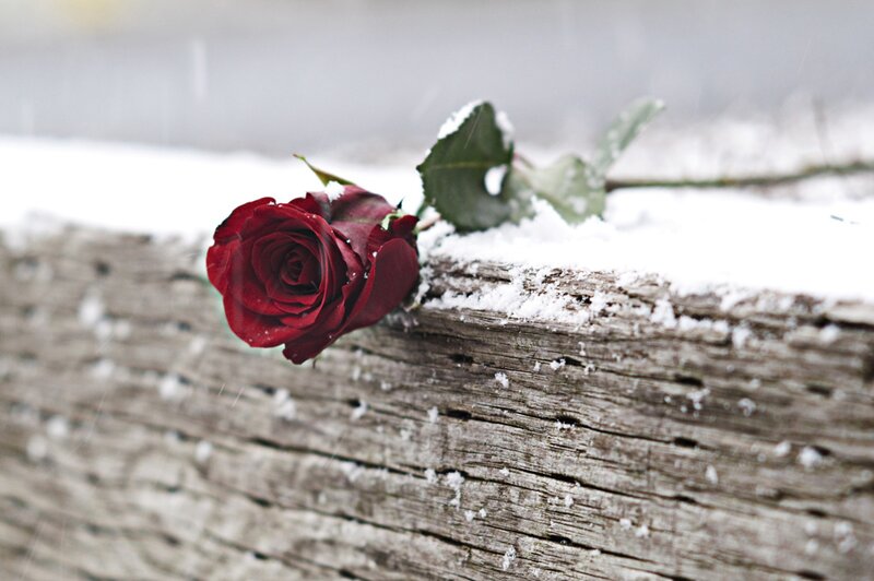 Red Rose on Snow — Melancholic
