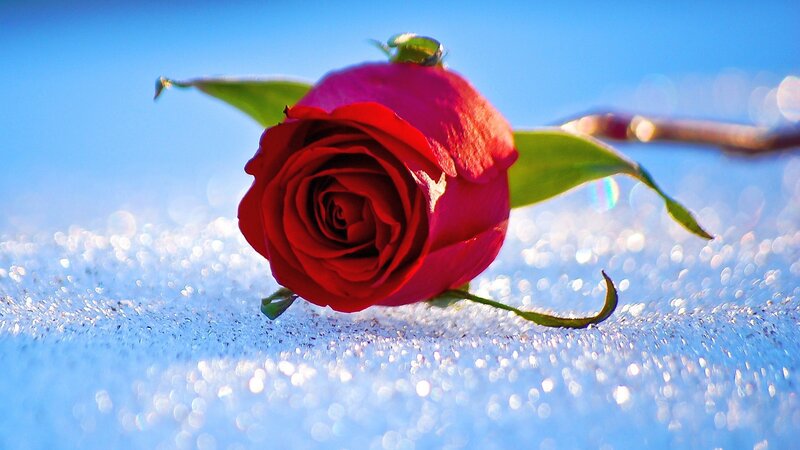 Red Rose on Snow — Serene