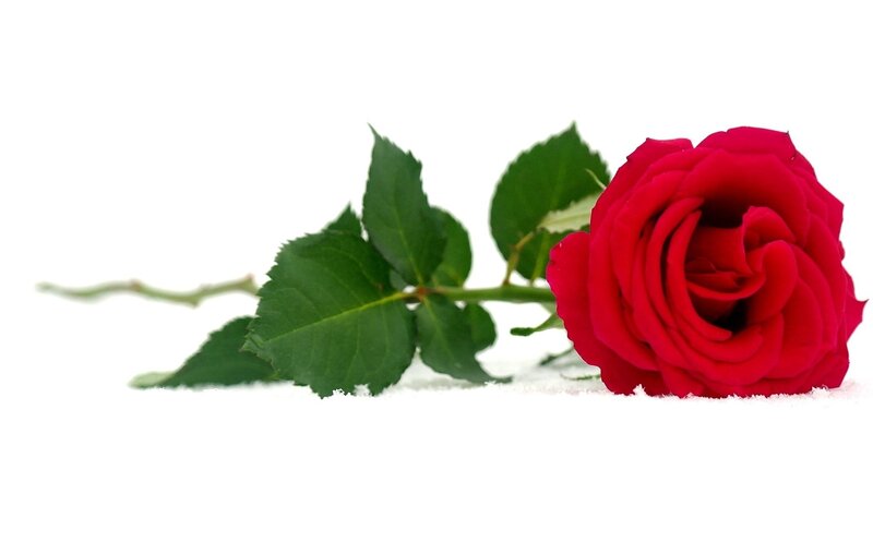 Red Rose on Snow — Serene, Winter