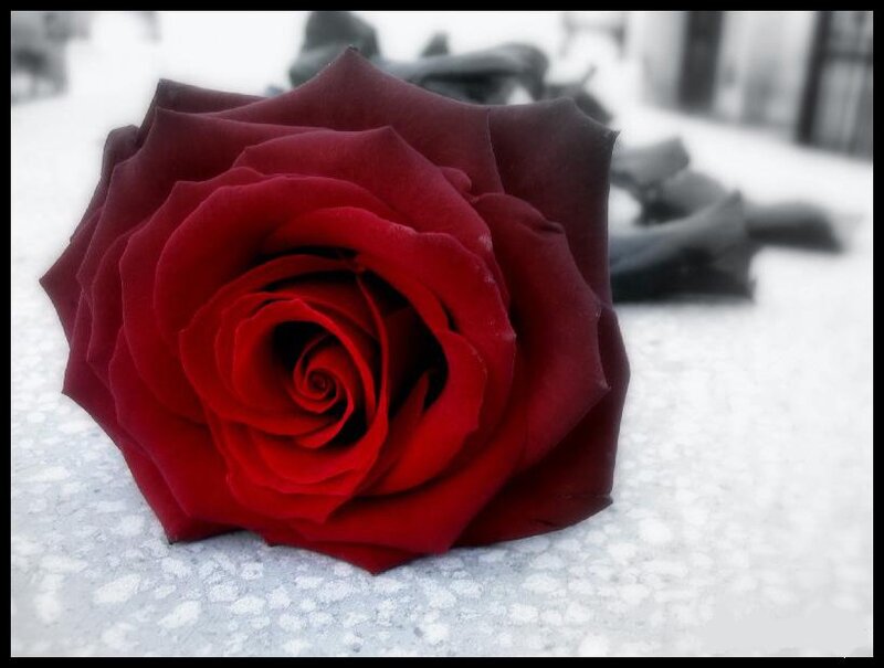 Red Rose on Snow