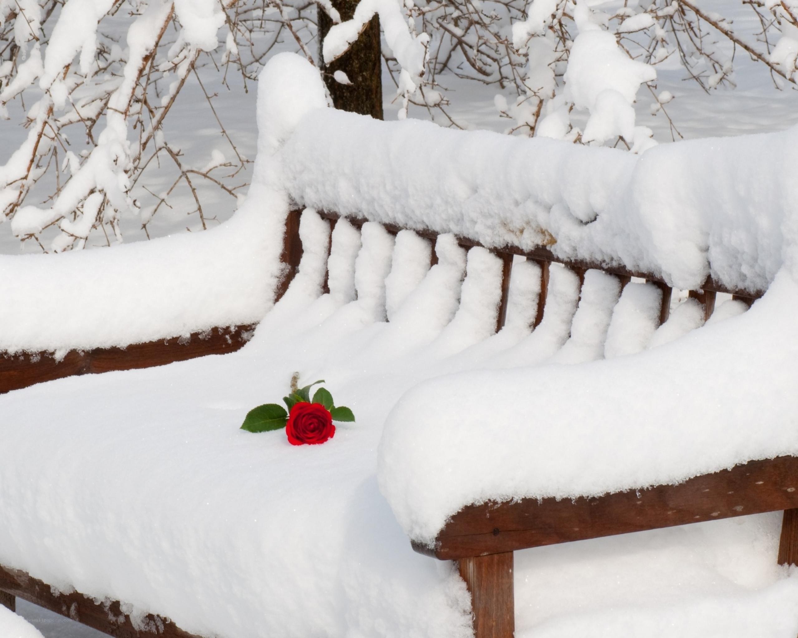 Red rose on snowy bench