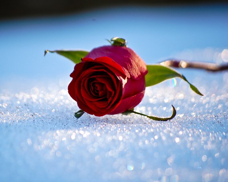 Red rose on snowy surface