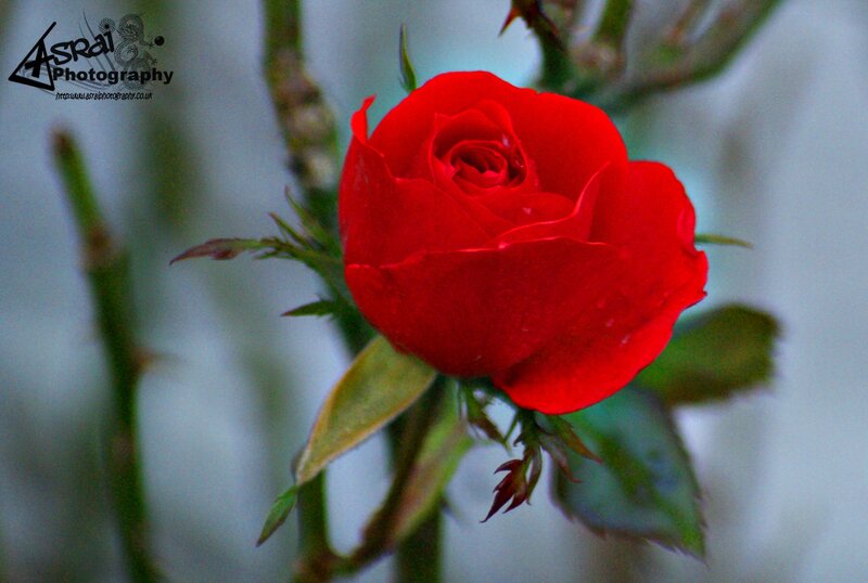Red Rose on Stem — Calm, Photograph, Leaves, Bud