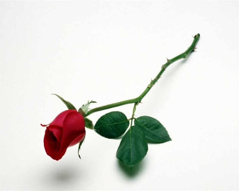 Red Rose on Stem — Calm, Photograph, Leaves