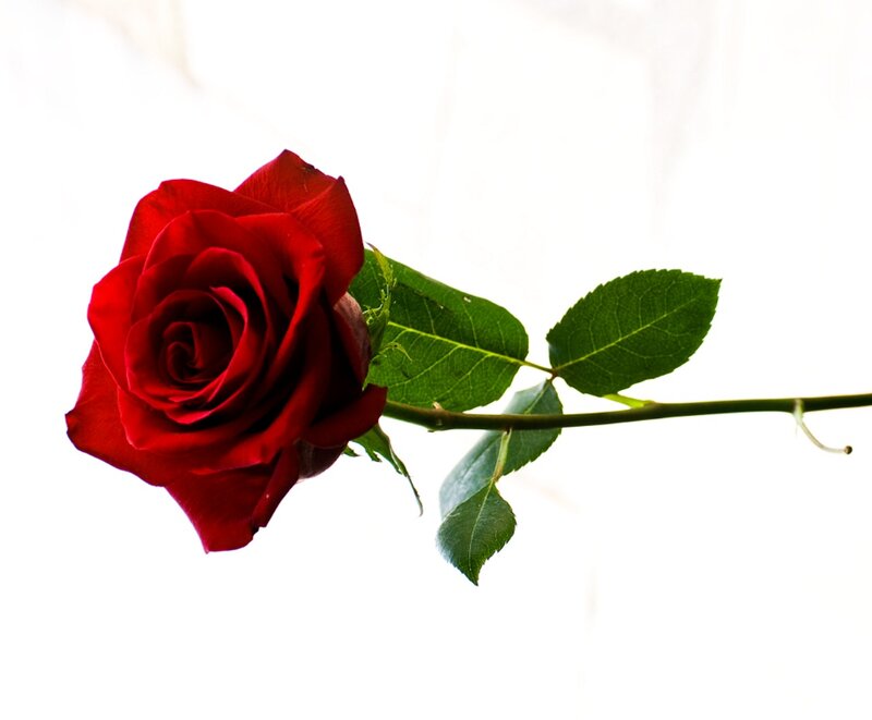 Red Rose on Stem — Calm, Photograph