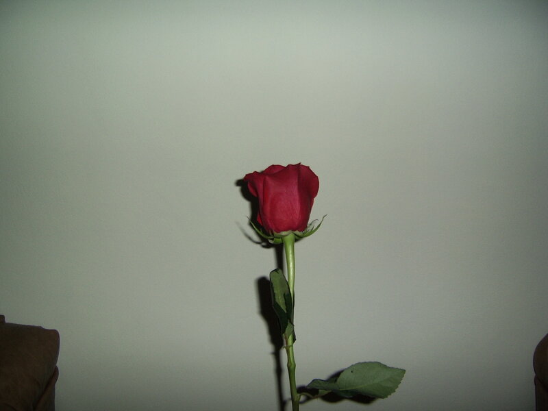 Red Rose on Stem — Calm, Photograph, Wall