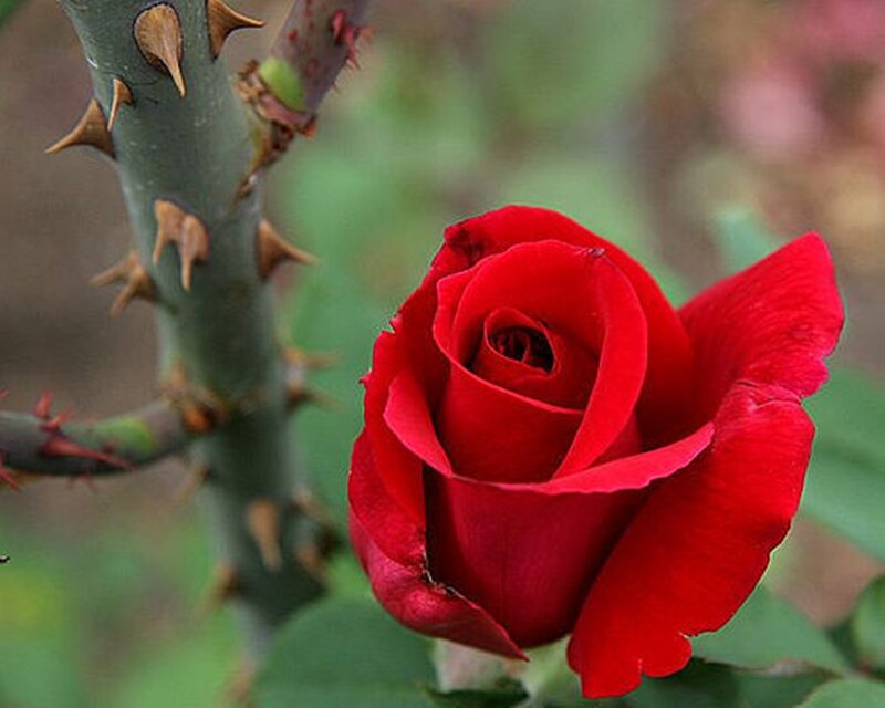 Red Rose on Stem — Calm, Spring