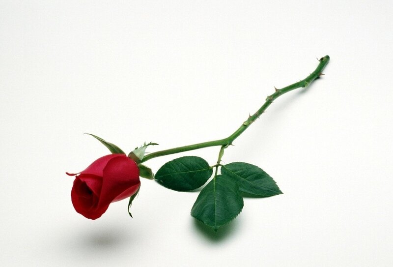 Red Rose on Stem — Calm
