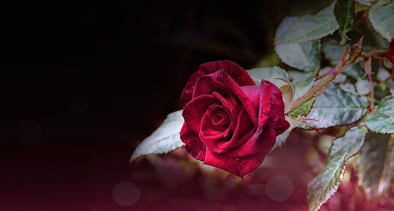 Red Rose on Stem — Dramatic, Night