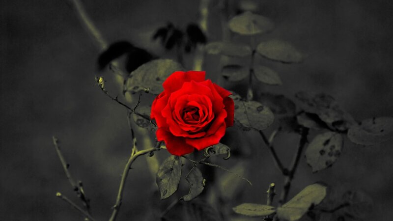 Red Rose on Stem — Dramatic, Photograph, Leaves