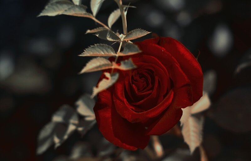 Red Rose on Stem — Dramatic, Photograph