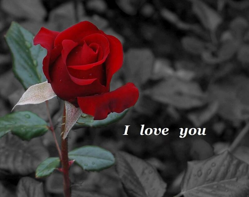 Red Rose on Stem — Romantic