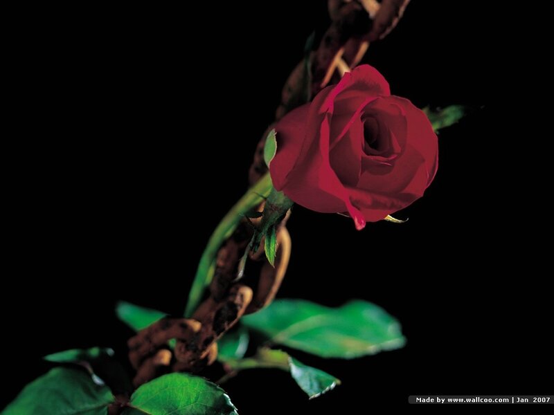 Red Rose on Stem