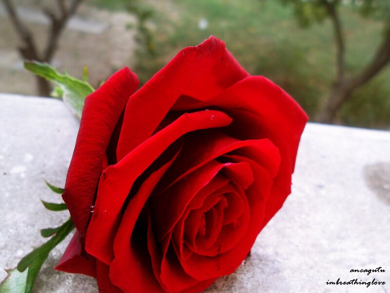 Red Rose on Stone — Calm, Afternoon