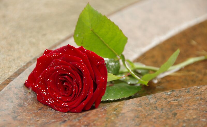 Red Rose on Stone — Calm, Photograph