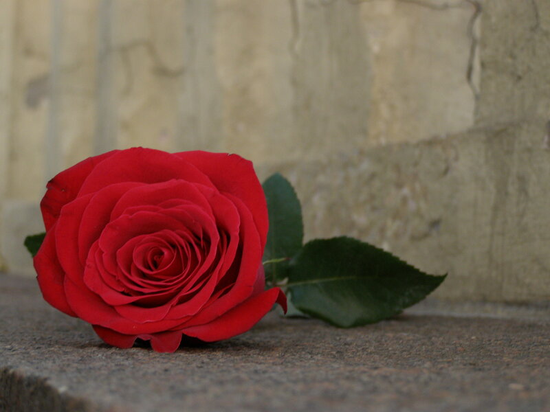 Red Rose on Stone — Calm