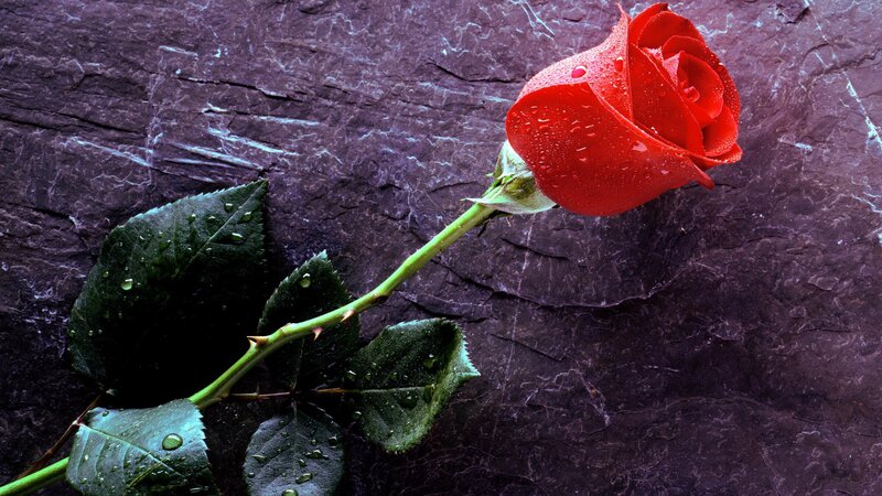 Red Rose on Stone — Dramatic, Photograph, Leaf