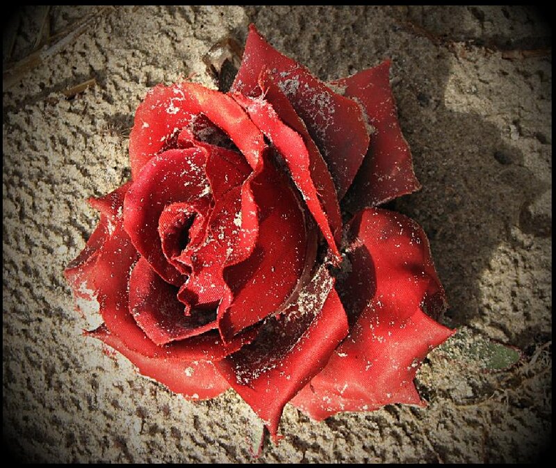 Red Rose on Stone — Dramatic, Photograph