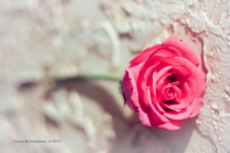 Red Rose on Stone — Pink