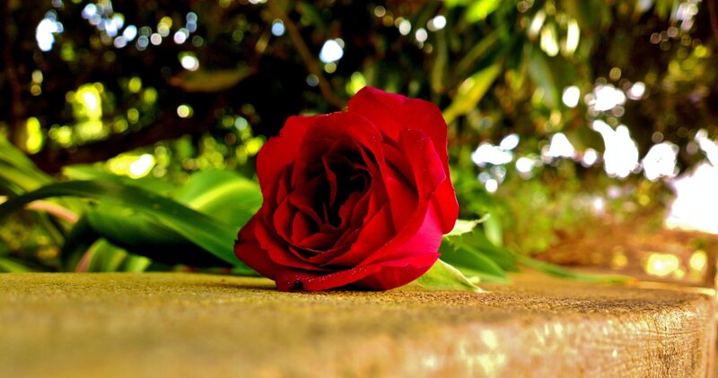 Red Rose on Stone — Serene, Afternoon