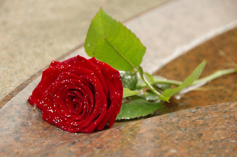 Red Rose on Stone — Serene, Photograph