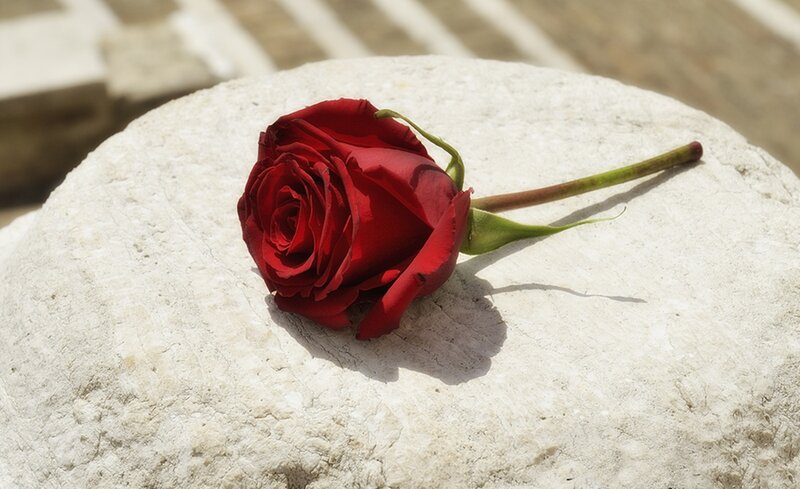 Red Rose on Stone — Serene