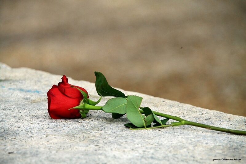Red Rose on Stone — Solemn