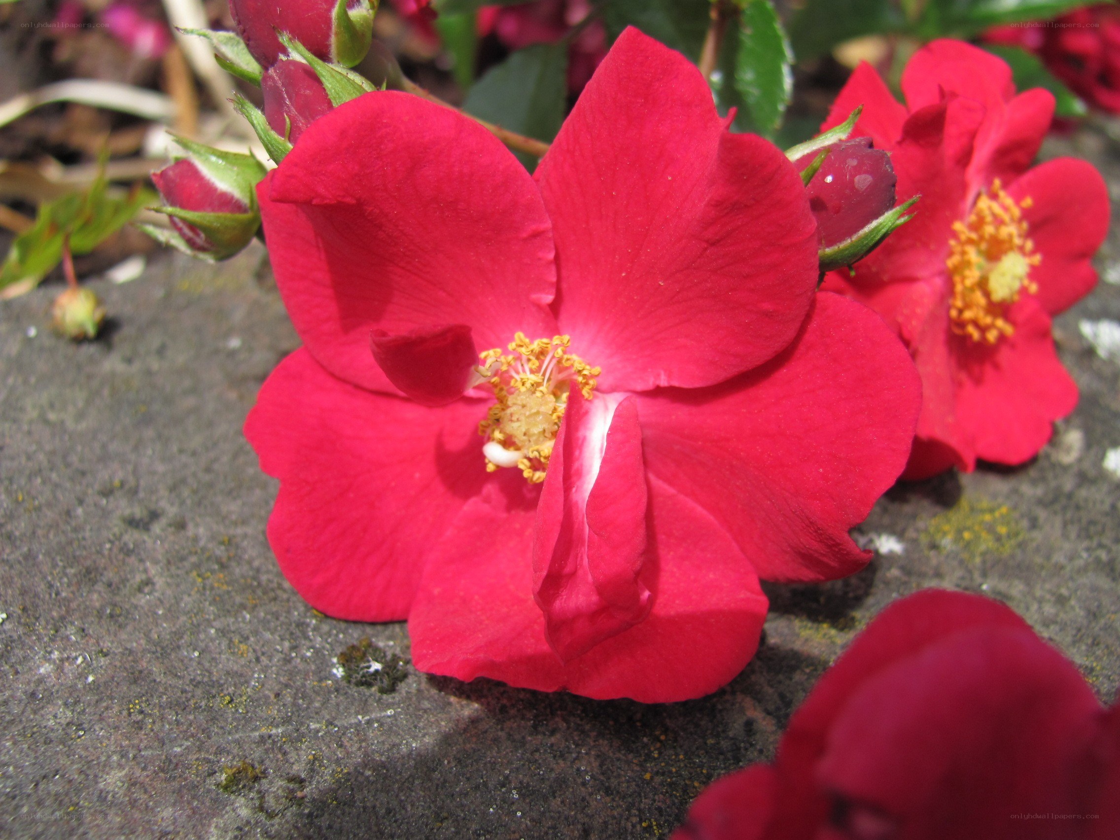 Red rose on stone surface