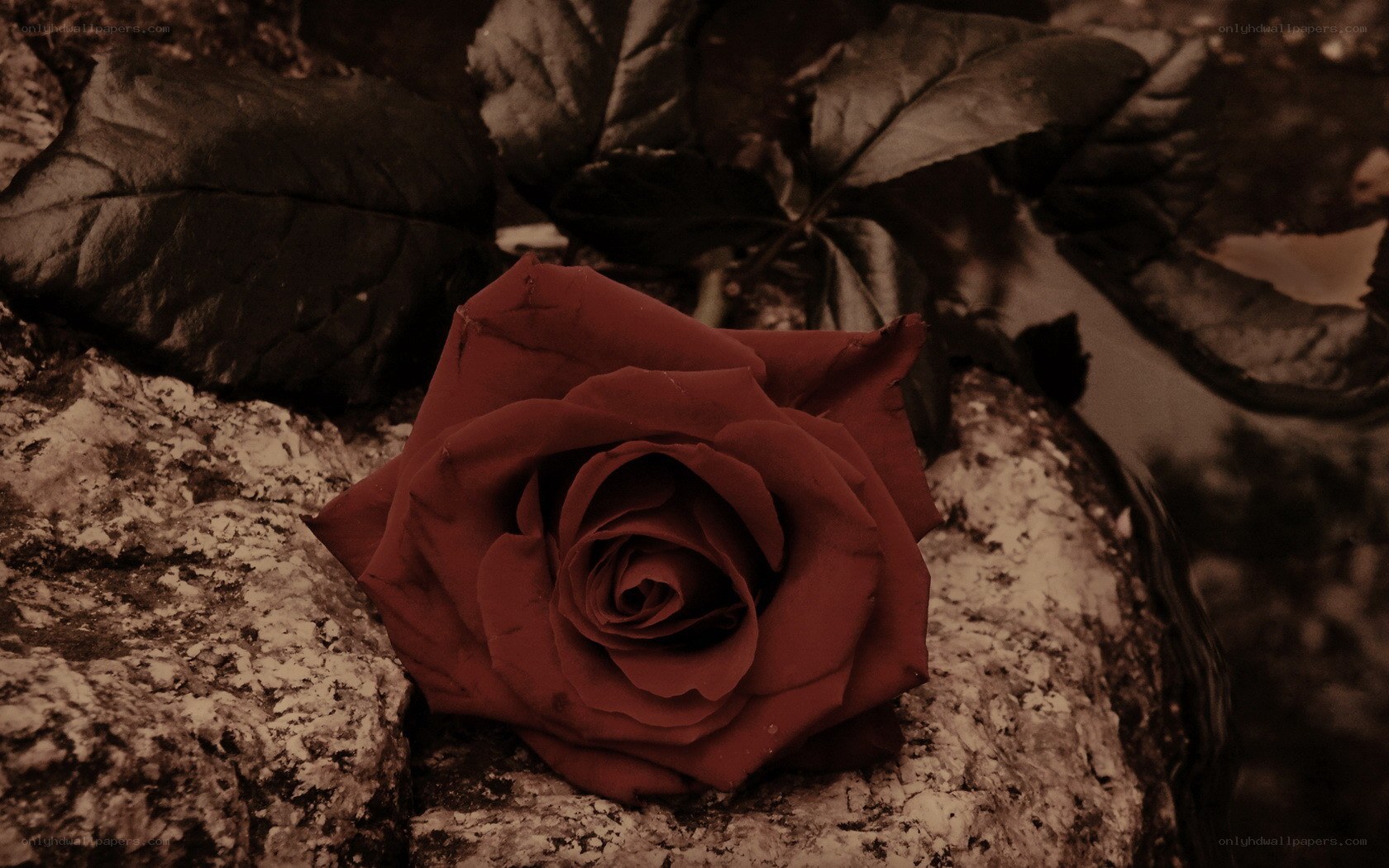 red rose on stone