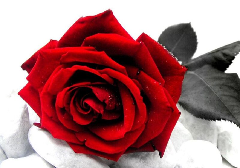 Red Rose on Stones