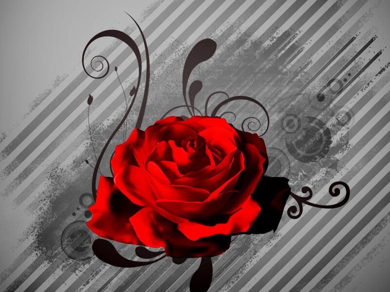 red rose on striped background