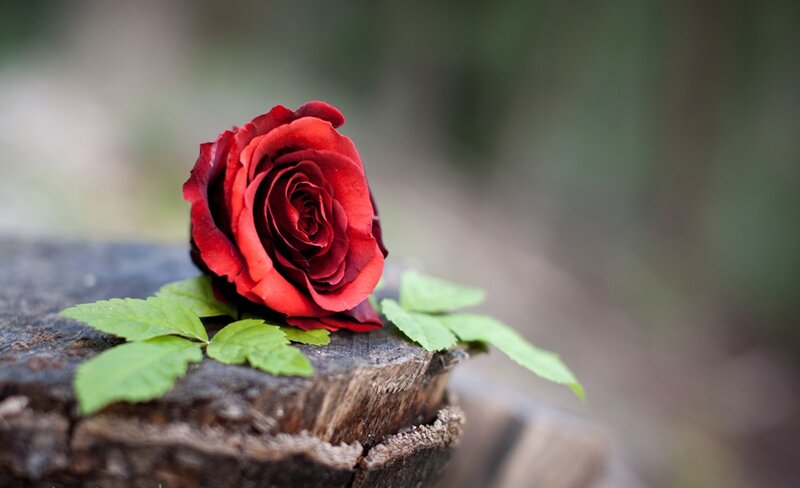Red Rose on Stump — Serene