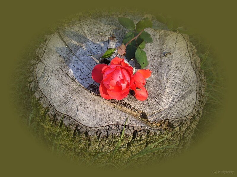 Red Rose on Stump