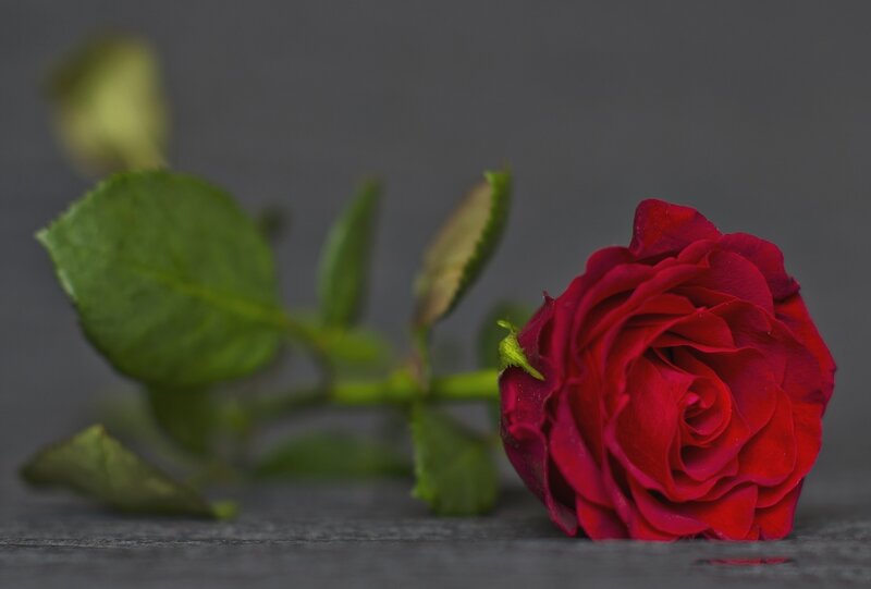 Red Rose on Surface — Calm, Photograph, Green Leaves, Stem