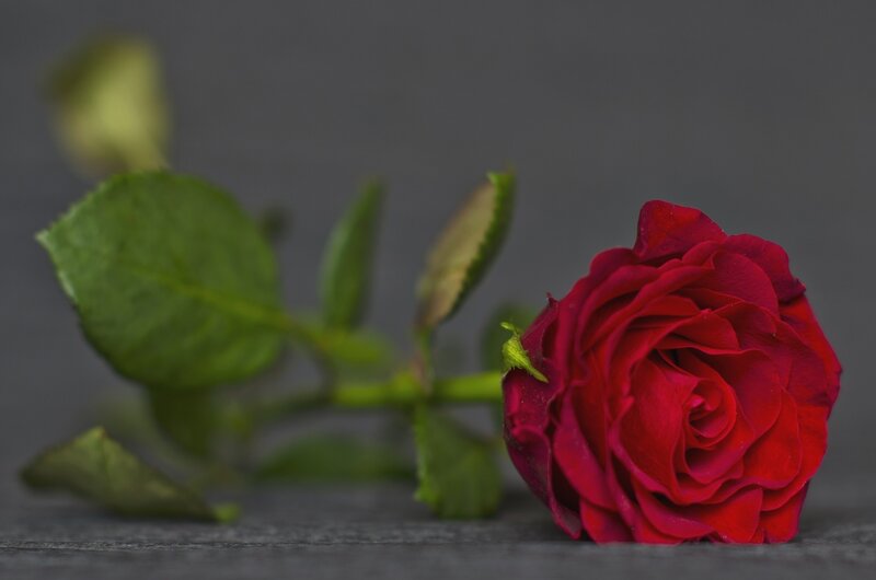 Red Rose on Surface — Calm, Photograph, Green Leaves