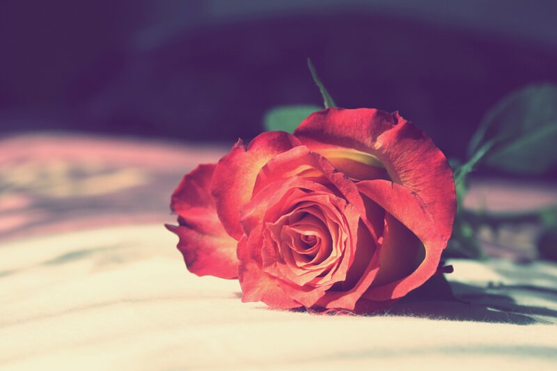 Red Rose on Surface — Calm, Photograph, Leaf